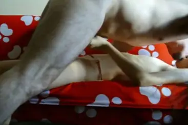 Bokep Indo ABG Bispak Nyewain Diri Servis Hot poster